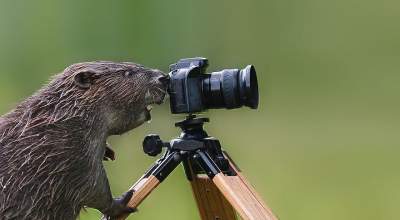 Эти забавные животные хотят стать известными фотографами