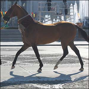 Януковичу подарили туркменского коня 