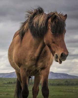 Вылитый Цезарь: фотограф разыскал коня, похожего на персонажа мультика