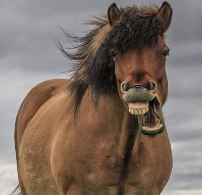 Вылитый Цезарь: фотограф разыскал коня, похожего на персонажа мультика