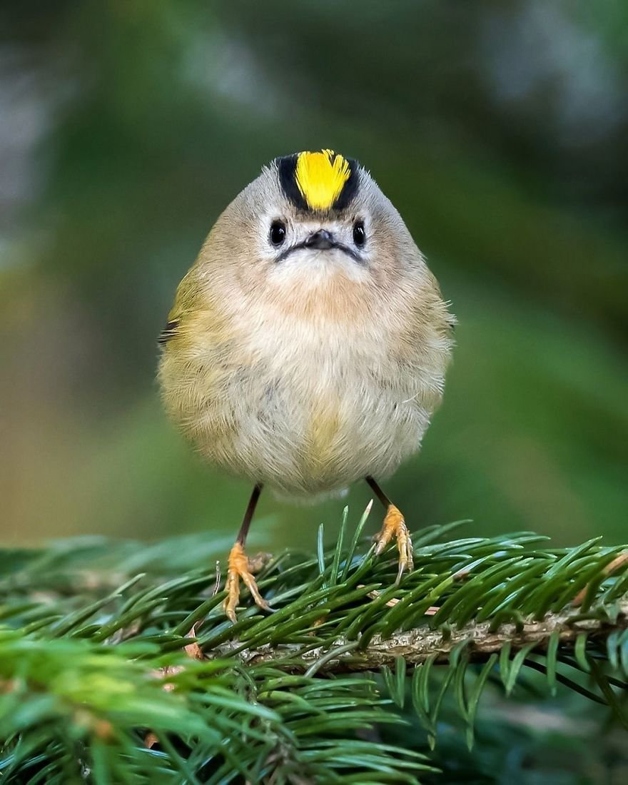 Angry Birds в финских лесах