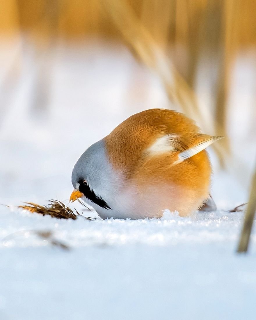 Angry Birds в финских лесах