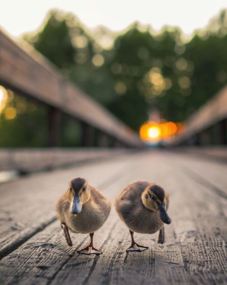 Angry Birds в финских лесах