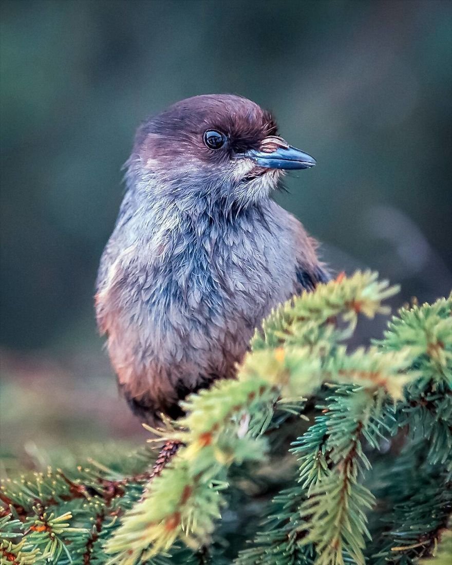 Angry Birds в финских лесах