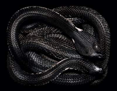 Фотограф показал необычную красоту ядовитых змей. Фото