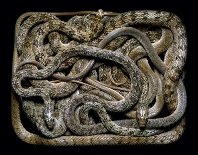 Фотограф показал необычную красоту ядовитых змей. Фото