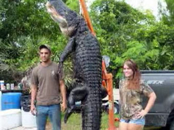 Американец поймал на удочку 360-килограммового аллигатора