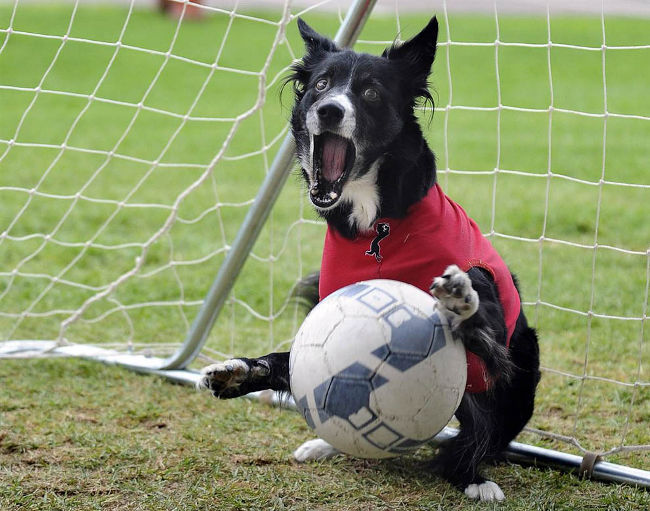 На Евро-2012 сыграют собаки-футболисты