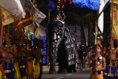 Парад слонов в ярких снимках. Фото
