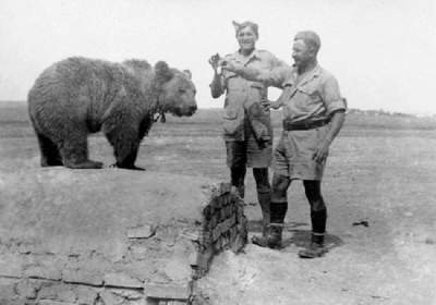 Капрал Войтек: этот медведь служил в польской армии. Фото