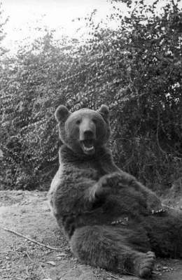 Капрал Войтек: этот медведь служил в польской армии. Фото
