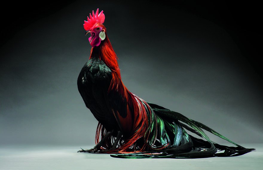 Красота куриц и петухов от итальянских фотографов