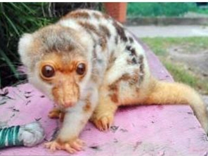 В китайский зоопарк подбросили неизвестного науке зверя