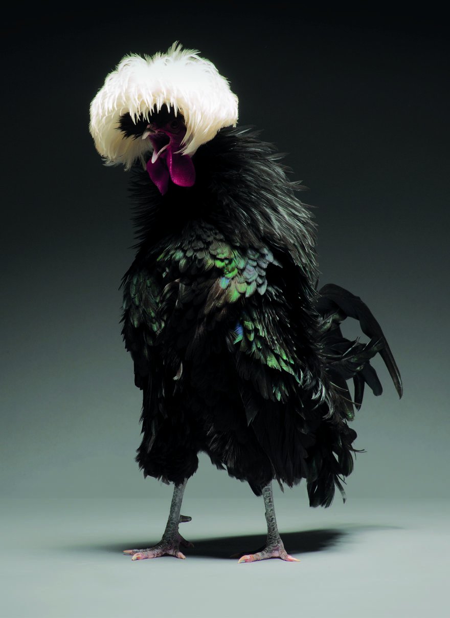 Красота куриц и петухов от итальянских фотографов