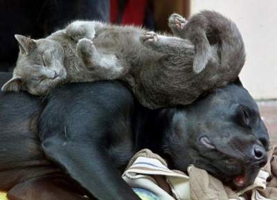 Коты, заснувшие в самых неожиданных местах. Фото