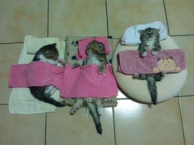 Коты, заснувшие в самых неожиданных местах. Фото