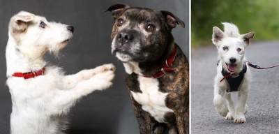 Трогательные и искренние фотографии о настоящей собачьей дружбе. Фото
