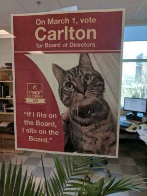 В Канаде кот решил захватить власть в университете