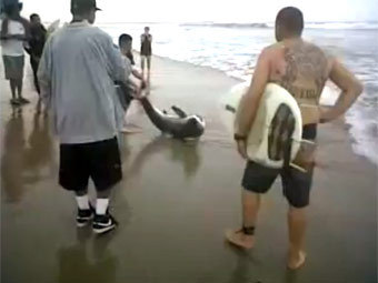 Калифорнийские серферы оказали помощь травмированной акуле