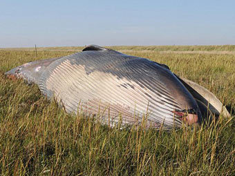 Английские защитники животных нашли мертвого кита в траве