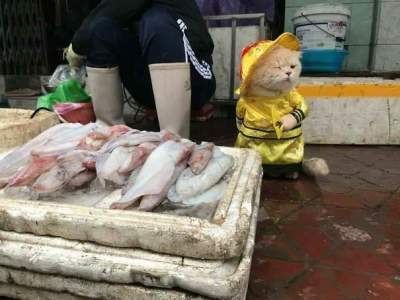 Сеть в восторге от кота, продающего рыбу