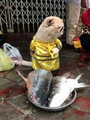 Сеть в восторге от кота, продающего рыбу