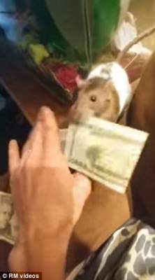 В США наглая крыса оставила мужчину без денег