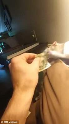 В США наглая крыса оставила мужчину без денег