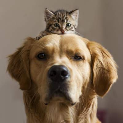 Очаровательные фотки собак, подружившихся с кошками