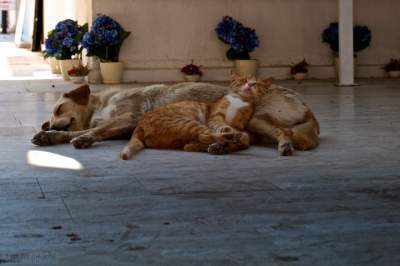 Очаровательные фотки собак, подружившихся с кошками