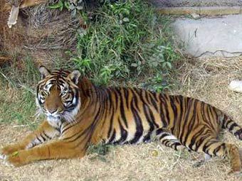 У жителя Египта отобрали домашнего тигра