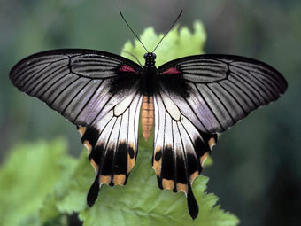 Уральский биолог сделал тропической бабочке пересадку крыла