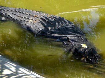 Филиппинский мэр отказался расставаться с шестиметровым крокодилом