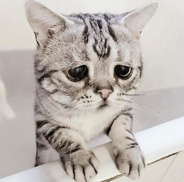 Самая грустная кошка в мире