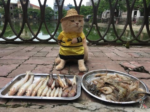 Кот, торгующий рыбой во Вьетнаме, стал новой звездой сети