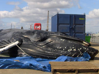Горбатый кит умер от голода в Темзе