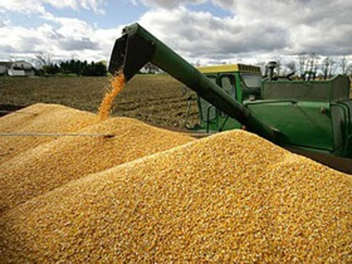 Рада отменила экспортные пошлины на пшеницу и кукурузу и ввела на масло