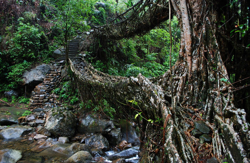 Живые мосты из корней деревьев в Индии
