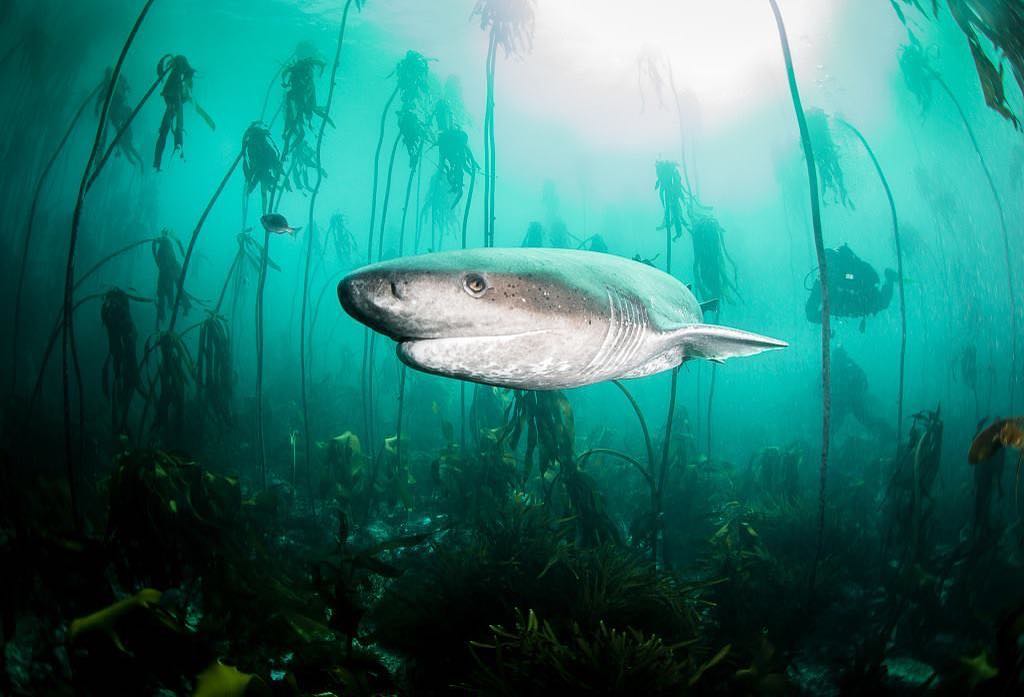 Захватывающие подводные фотографии от Нади Али