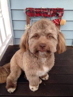 Собака с человеческим лицом покорила Instagram 