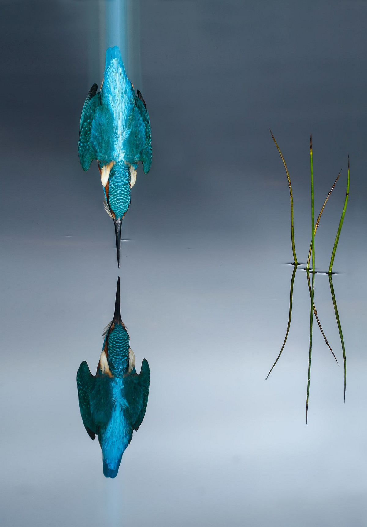 Лучшие фотографии птиц с конкурса Bird Photographer of the Year 2018