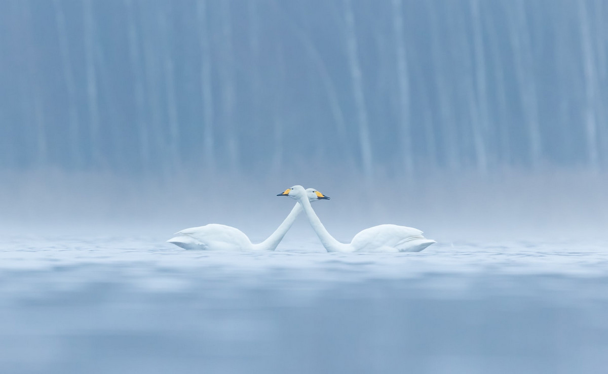 Лучшие фотографии птиц с конкурса Bird Photographer of the Year 2018