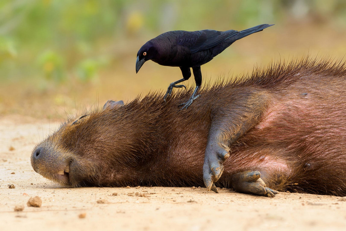 Лучшие фотографии птиц с конкурса Bird Photographer of the Year 2018