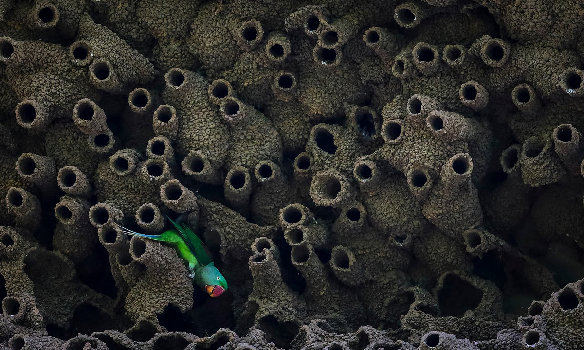 Лучшие фотографии птиц с конкурса Bird Photographer of the Year 2018