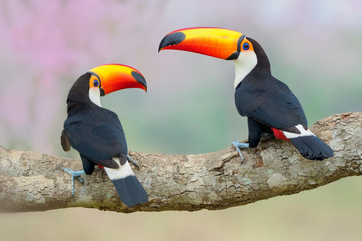 Лучшие фотографии птиц с конкурса Bird Photographer of the Year 2018