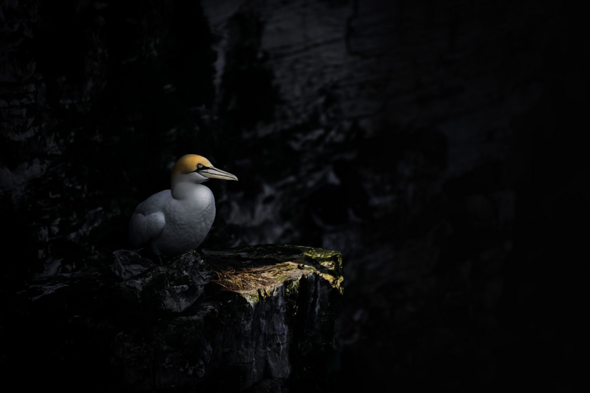 Лучшие фотографии птиц с конкурса Bird Photographer of the Year 2018