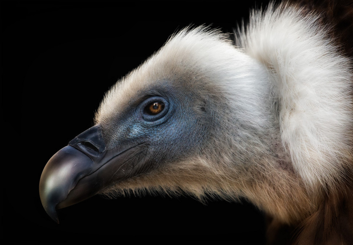 Лучшие фотографии птиц с конкурса Bird Photographer of the Year 2018