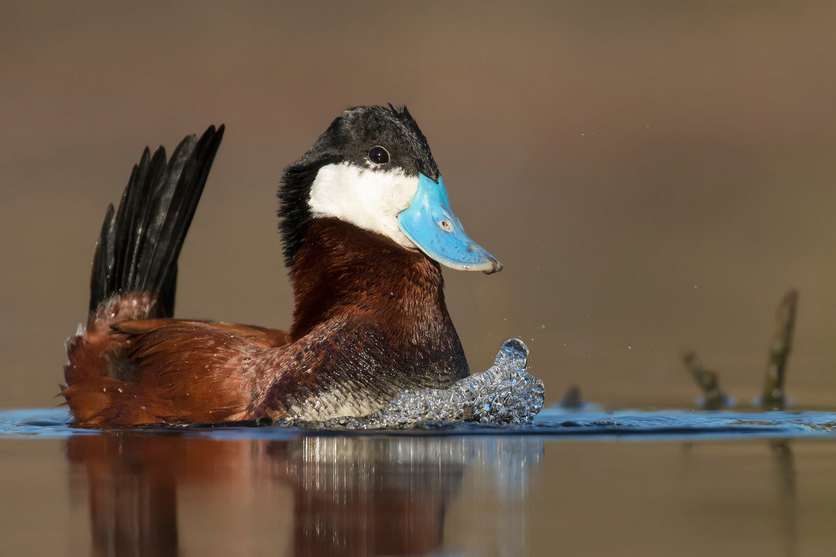 Лучшие фотографии птиц с конкурса Bird Photographer of the Year 2018