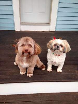 В Сети нашли двойника собаки с "человеческим" лицом