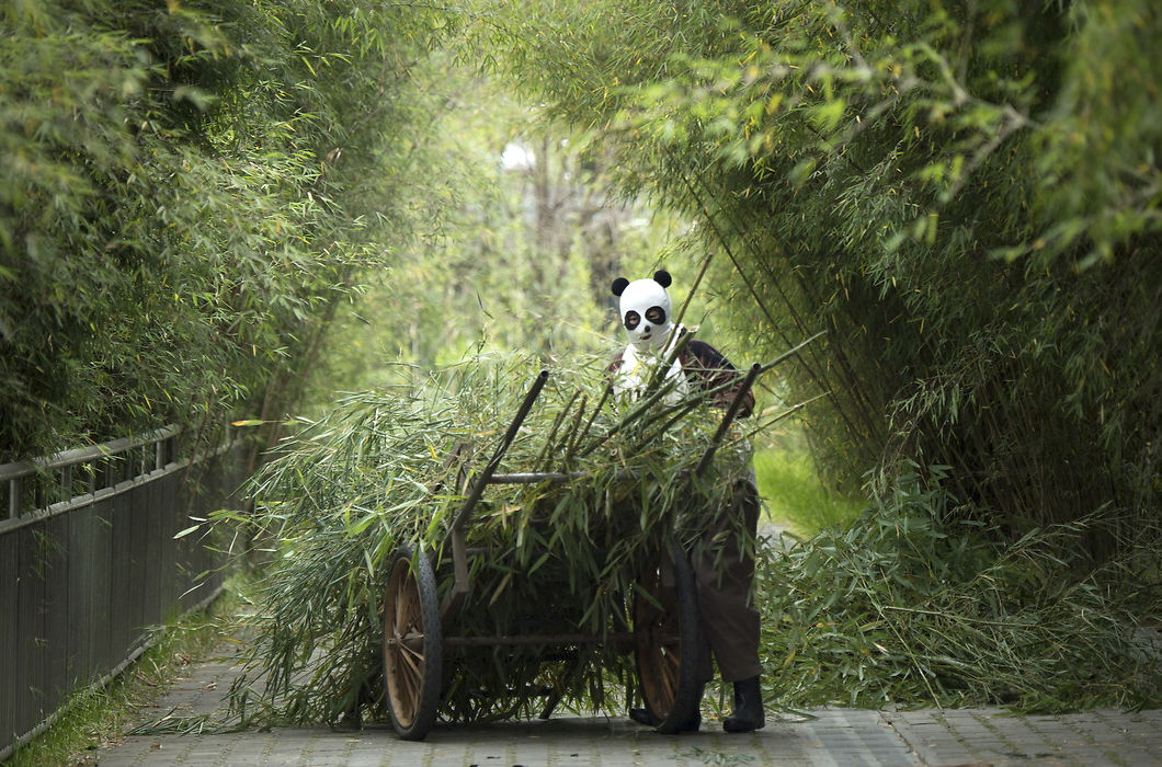 Панды и их няньки из заповедника Чэнду в Китае